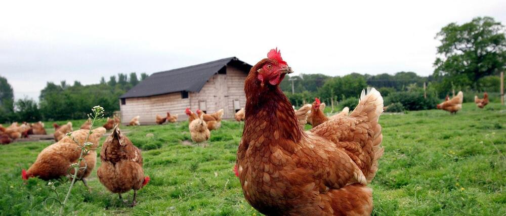 Исследование респираторных инфекций птиц